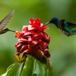 two brown hummingbirds macro photography
